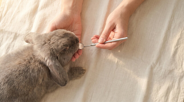 Vet checking lop rabbit teeth with dental mirror on linen