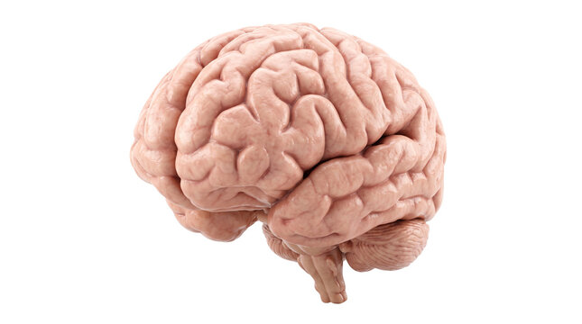 Human brain anatomical view showing detailed cerebral hemispheres, cortical folds, cerebellum, brainstem, and natural pink tissue coloration