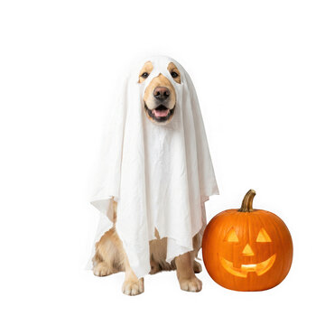 Golden retriever dog dressed as a ghost sitting next to a carved jackolantern isolated on transparent background