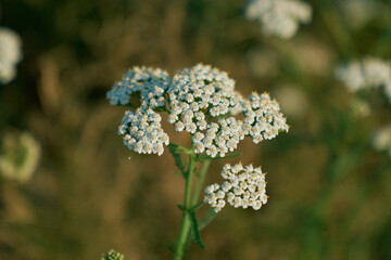 Fresh White Rowan alternative Achillea Millefolium Branch close up © Алексей Филатов