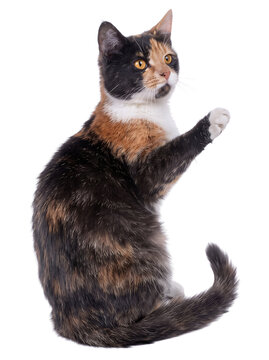 Calico cat reaching paw up, looking left with orange eyes on transparent background.