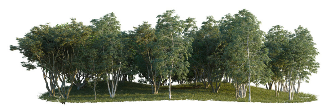 Acer palmatum, Betula pendula and Chitalpa tashkentensi tree line, Forest Edge, Backdrop cutout, isolate transparent background, Group of lush green trees on a gentle slope with grass