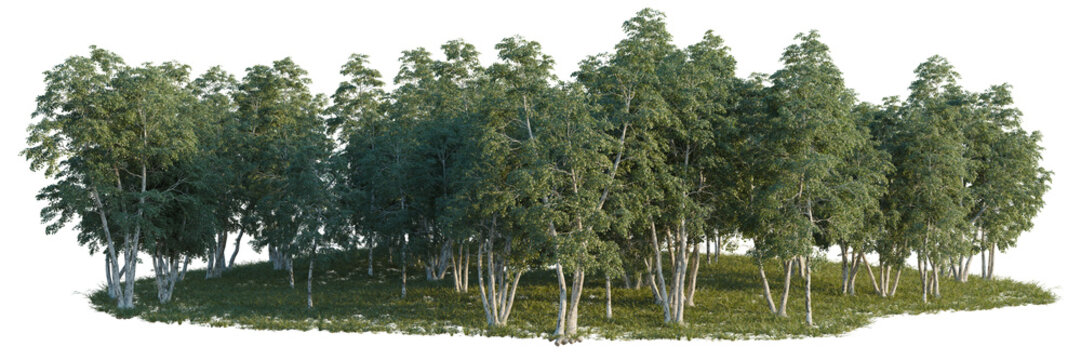 Betula pendula tree line, Forest Edge, Backdrop cutout, isolate transparent background, Dense forest landscape with lush green trees and vibrant grassy ground, perfect for nature backgrounds.