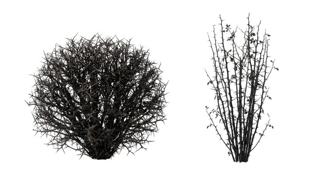Two thorny bushes with sharp spikes and sparse leaves isolated on transparent background