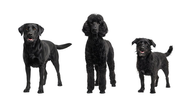 Three different black dogs standing together isolated on transparent background