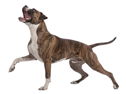 Brindle pitbull terrier standing on three legs with open mouth and white chest markings for pet behavior design.