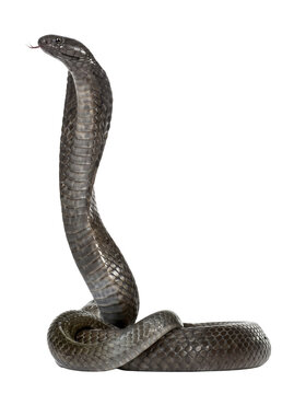 Large black cobra rising tall with expanded hood and flicking tongue for venomous snake species education.
