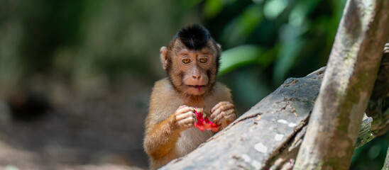 Southern Pig-Tailed Macaque Eating Fruit in Tropical Forest © TxemaPhoto