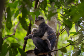 Blue monkey carrying its young in a tropical forest. Wild animal in the jungle. © TxemaPhoto