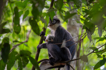Blue monkey carrying its young in a tropical forest. Wild animal in the jungle. © TxemaPhoto