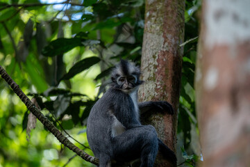 Fototapeta premium Blue monkey in a tropical forest. Wild animal in the jungle.