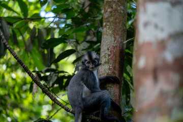 Blue monkey in a tropical forest. Wild animal in the jungle. © TxemaPhoto