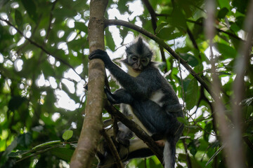 blue monkey in a tropical forest. Wild animal in the jungle. © TxemaPhoto