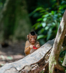 Southern Pig-Tailed Macaque Eating Fruit in Tropical Forest © TxemaPhoto