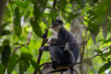Blue monkey carrying its young in a tropical forest. Wild animal in the jungle. © TxemaPhoto