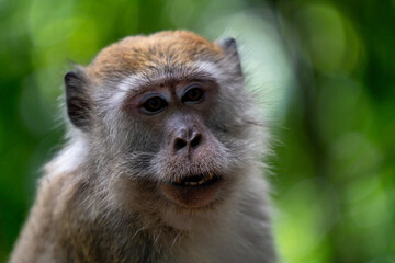 Fototapeta premium Close-up wildlife portrait of a long-tailed macaque, also known as a crab-eating macaque, looking directly at the camera in a lush tropical forest