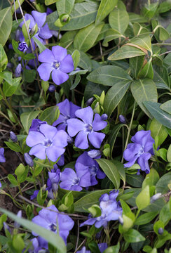 Spring blossom of lesser periwinkle (Vinca minor)
