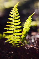 Bright green fern frond backlit with sporangia in forest © Tom