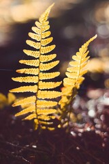 Golden yellow autumn fern frond backlit with sporangia © Tom