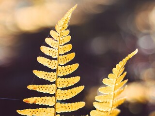 Golden yellow autumn fern leaf with sporangia backlit in forest © Tom