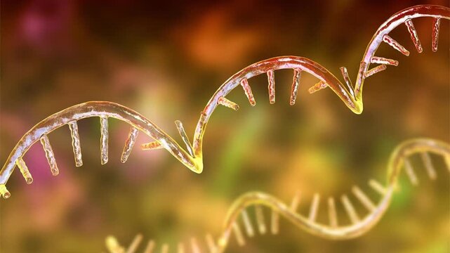 Messenger RNA, 3D animation of a single-stranded mRNA molecule carrying genetic information from DNA for protein synthesis in cells.