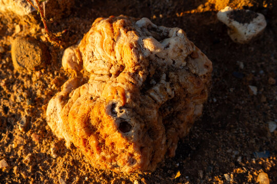 Macro shot of a raw natural quartz-chalcedony-quartzine secretion with a distinct botryoidal surface texture, found in a rocky quarry setting under warm golden hour sunlight