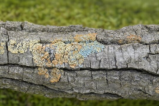 Close-up of rough tree bark covered in colorful lichen patches