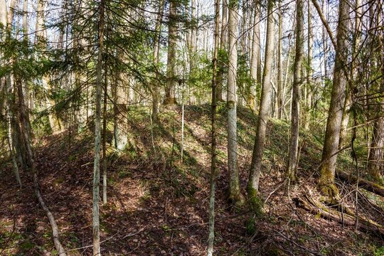 Ancient burial mound rising in a thick, sunlit forest, overgrown with grass and trees, mysterious archaeological tumulus landmark hidden among wild timber in a peaceful, natural landscape