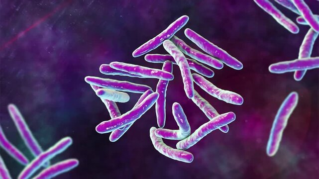 Mycobacterium tuberculosis bacterium, 3D animation showing slender rod-shaped bacilli, the causative agent of tuberculosis disease.