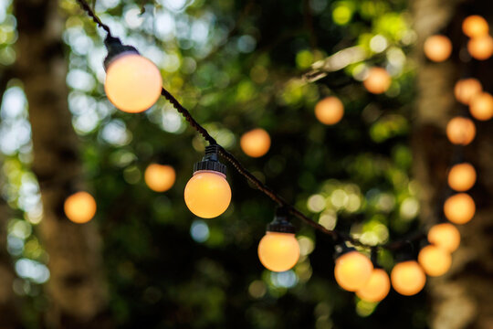 Warm glowing string lights hanging in a tree at evening