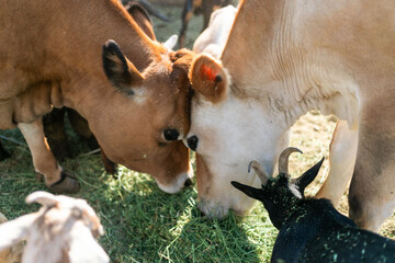 Cows and goat grazing together peacefully. © Rawpixel.com