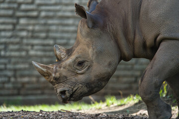 Romeo the Black Rhino from Buffalo Zoo  © Brian