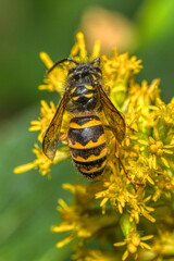 bee on yellow flower © Brian