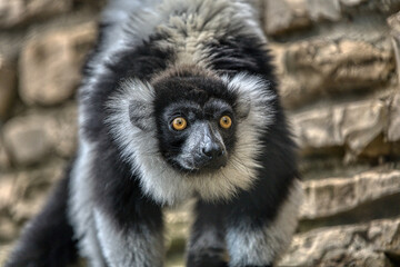 Fototapeta premium black and white lemur Ruffed Lemur from Buffalo Zoo 