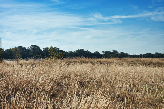 Drunen Dunes, Loonse and Drunense Dunes, Netherlands, Dutch landscape, dune grass, marram grass, beach grass, sand dunes, inland dunes, drifting sand, sandy landscape, dune ecosystem, heathland, veget