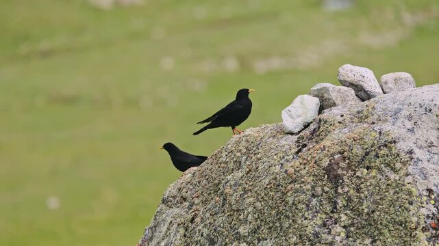 A pair of Alpine jackdaws plays on a rock during mating season lat. Pyrrhocorax graculus, also known as the yellow-billed chough. Bird watching in the wild, slow motion video 120fps..