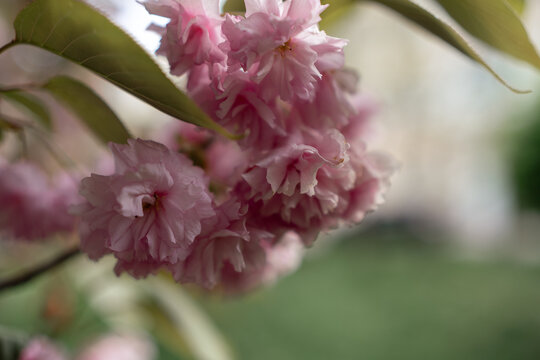 Cherry blossoms display delicate ruffled pink petals captured in sharp detail against a soft garden background during the blooming season