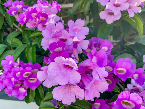 Vibrant Purple Garlic Vine Flowers Blooming