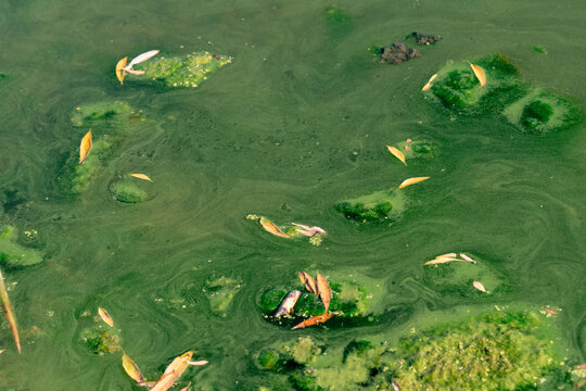 Green algae and leaves on water