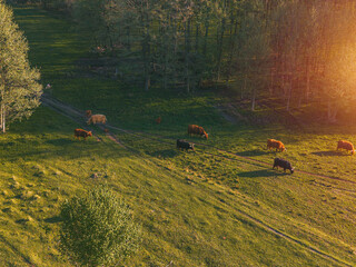 Peaceful countryside farm scene with grazing cattle © AlexGo