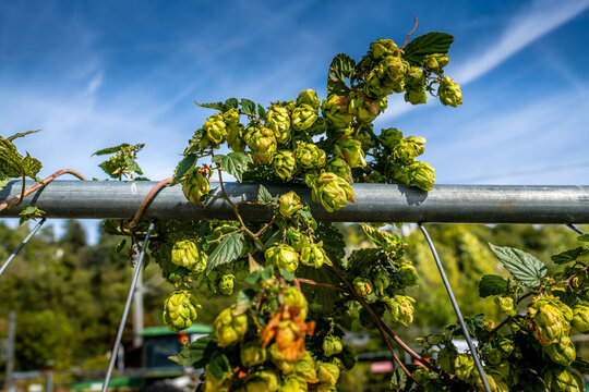 Fresh Hops on the Vine