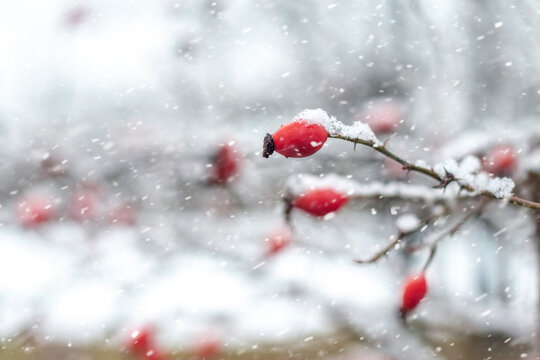 Red rose hips on snowy branch during snowfall on blurred winter background