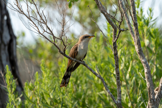 Perched yellow-billed cuckoo with clearly visible tailfeather spots