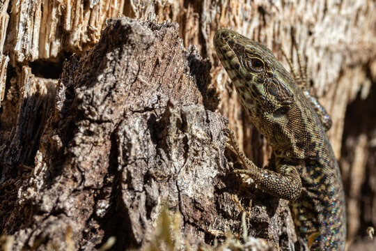 Detailed macro photograph of a lizard climbing on weathered tree bark in bright natural sunlight. Close-up view highlighting the detailed scales, eye, and claws of the reptile against a rough wood bac