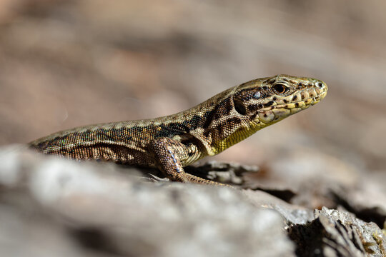 Detailed macro photograph of a lizard climbing on weathered tree bark in bright natural sunlight. Close-up view highlighting the detailed scales, eye, and claws of the reptile against a rough wood bac