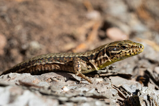 Detailed macro photograph of a lizard climbing on weathered tree bark in bright natural sunlight. Close-up view highlighting the detailed scales, eye, and claws of the reptile against a rough wood bac