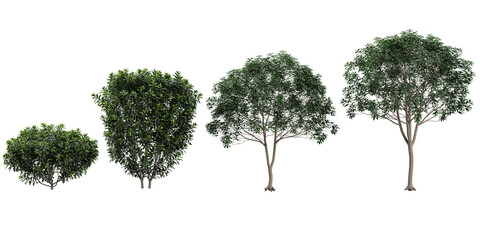 Fototapeta premium 3d illustration of Myrica,Osmanthus plants on transparent background