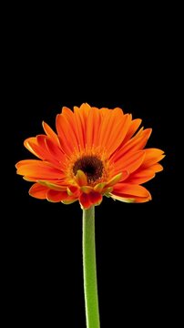 Beautiful time lapse of a daisy flower opening up.