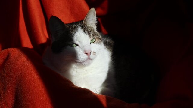 Portrait of a domestic cat in the sun with the effect of chiaroscuro. A domestic cat rests on a bright orange blanket. Contrasting sunlight divides the animal's face into light and shadow sides