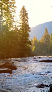 Beautiful morning shot of the sun shining on the Merced River as it runs through Yosemite National Park in California. Vertical video.